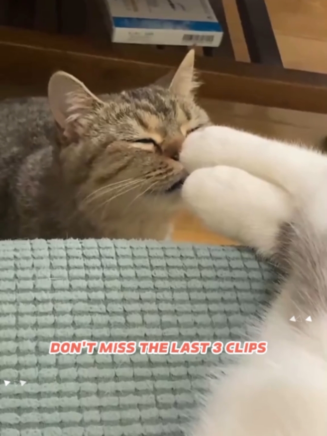 Funny cats 53 || If you think cats are innocent 🙃, you're wrong 🤣🤣 #cat #cute #animal #pets #fyp #foru #Usa 