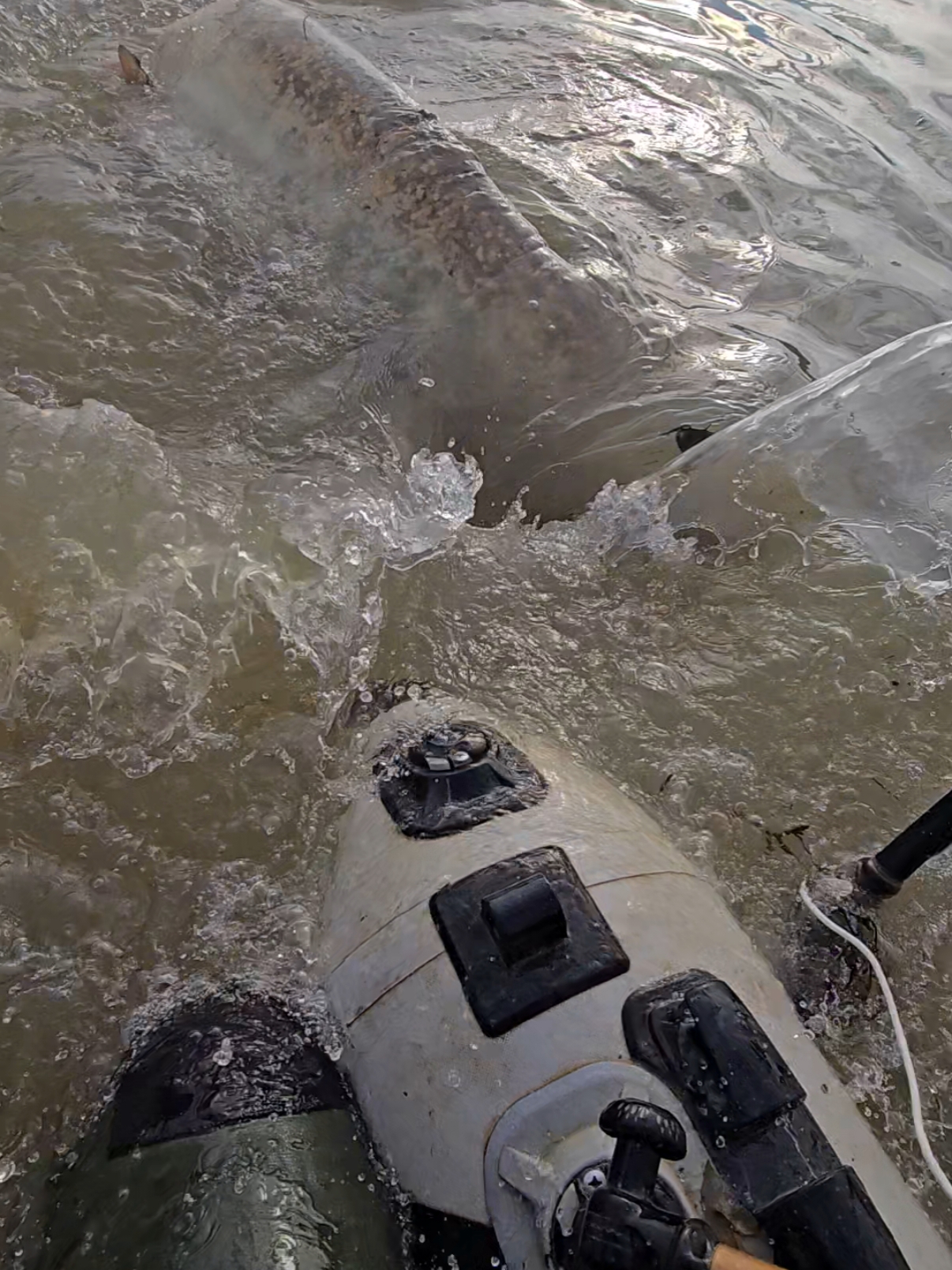 #fishing #pesca #wędkarstwo #catfish #siluro #sum #monsterfish #riverfishing #bigfish 