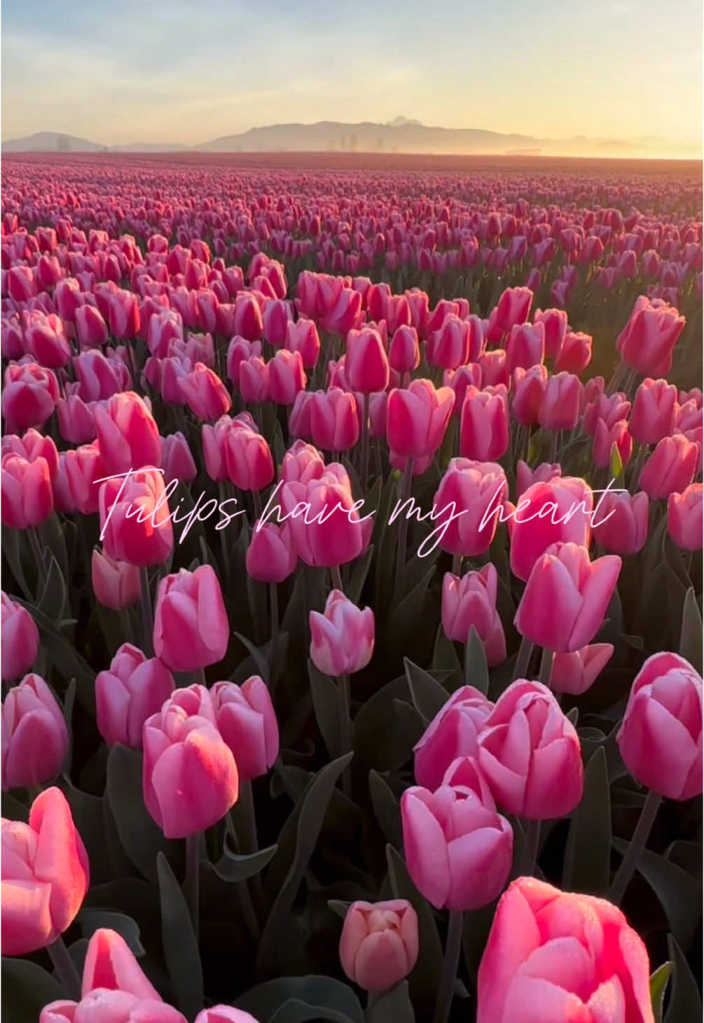#CapCut #tulips #pink #pretty #flowers #tulipaesthetic #aesthetic #pinkflower #pinkflowers #pretty #prettyflowers #aestheticedits #tulipfields #tulipfield #prettyaesthetic #softlife #girlygirl #girltok #girlytok #beautiful #featureme #featurethis #fyp #foryoupage #foryouu #foryourpage #feature 