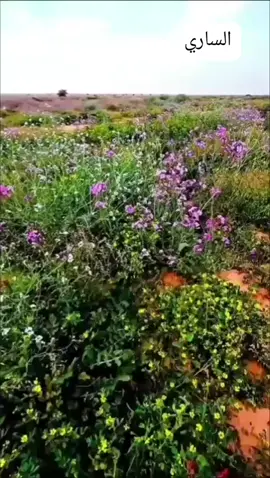 #اكسبلور #اكسبلور #اكسبلور 