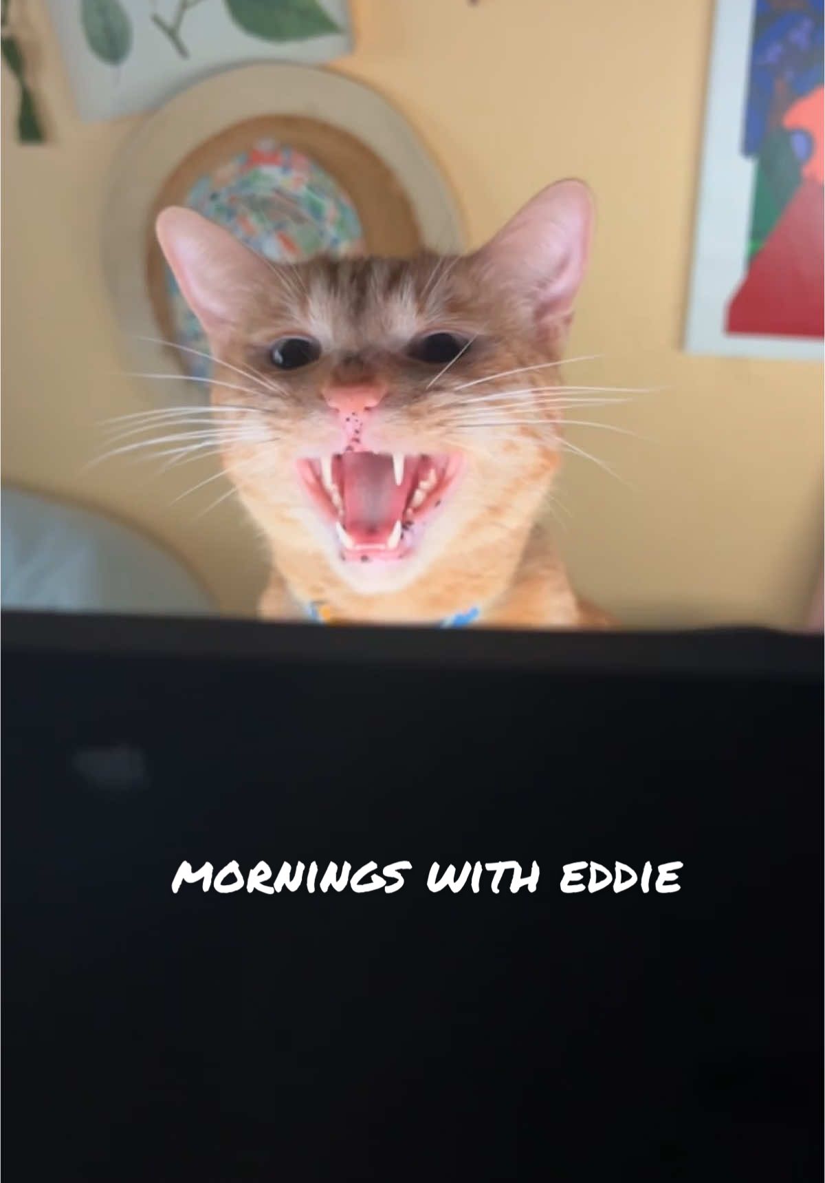 how i start my mornings #catsoftiktok #cattok #kitty 