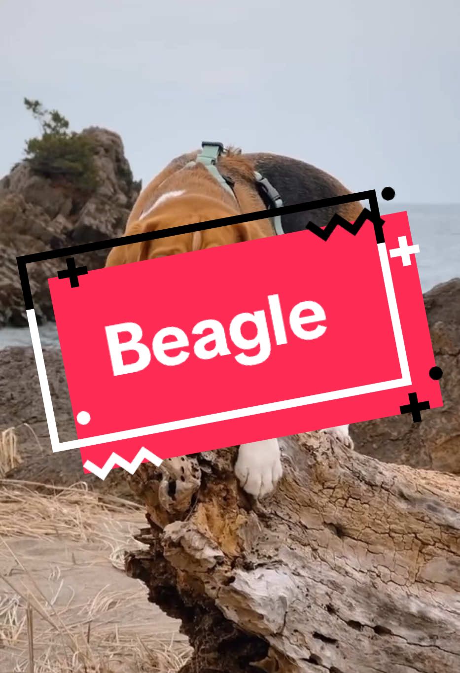 Você tinha ideia dessas informações e curiosidades sobre essa raça incrível?#Enciclopets #RaçasDeCachorro #CãesInteligentes #RaçasDeCães #creatorsearchinsights 