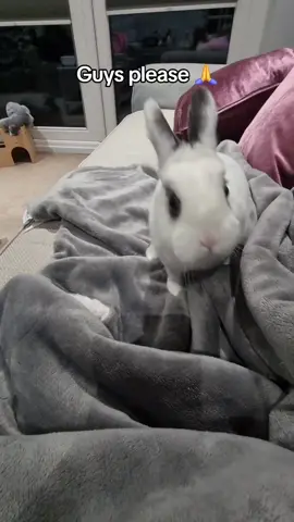 She's a hard worker..#dwarfrabbit #rabbitsoftiktok #bunnies #cuteanimals #unitedkingdom #dwarfhototbunny #funnyanimals #bunnylife #indoorbunny 