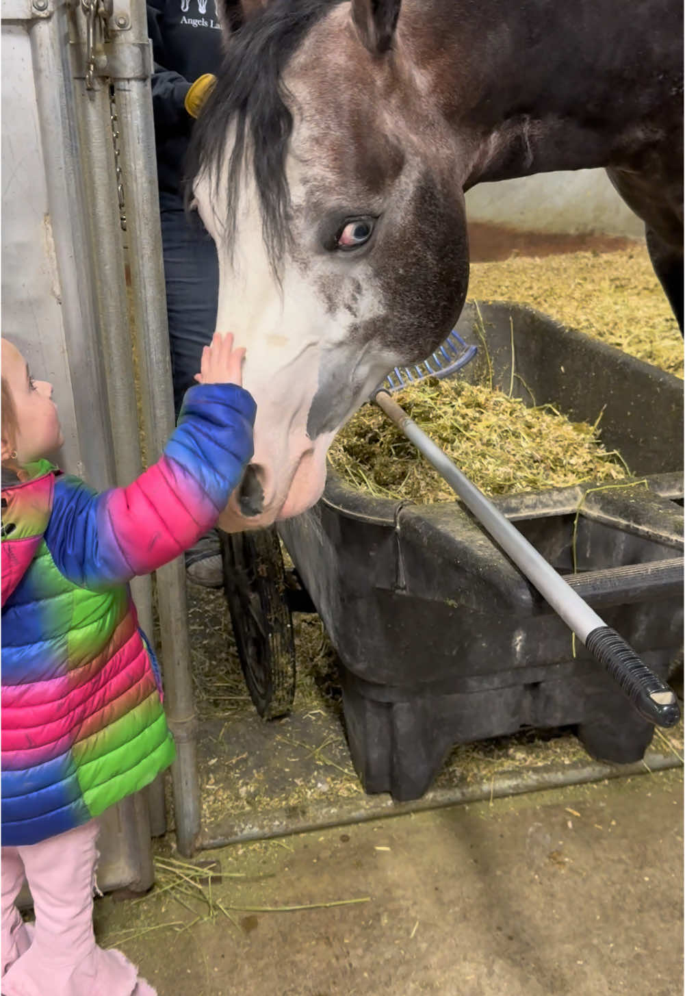I’m not sure why we had to get on the stool to give another carrot… but we did #fyp #barnlifeisthebestlife #viral #horsetok🐴 #toddlermom #hearthorse 