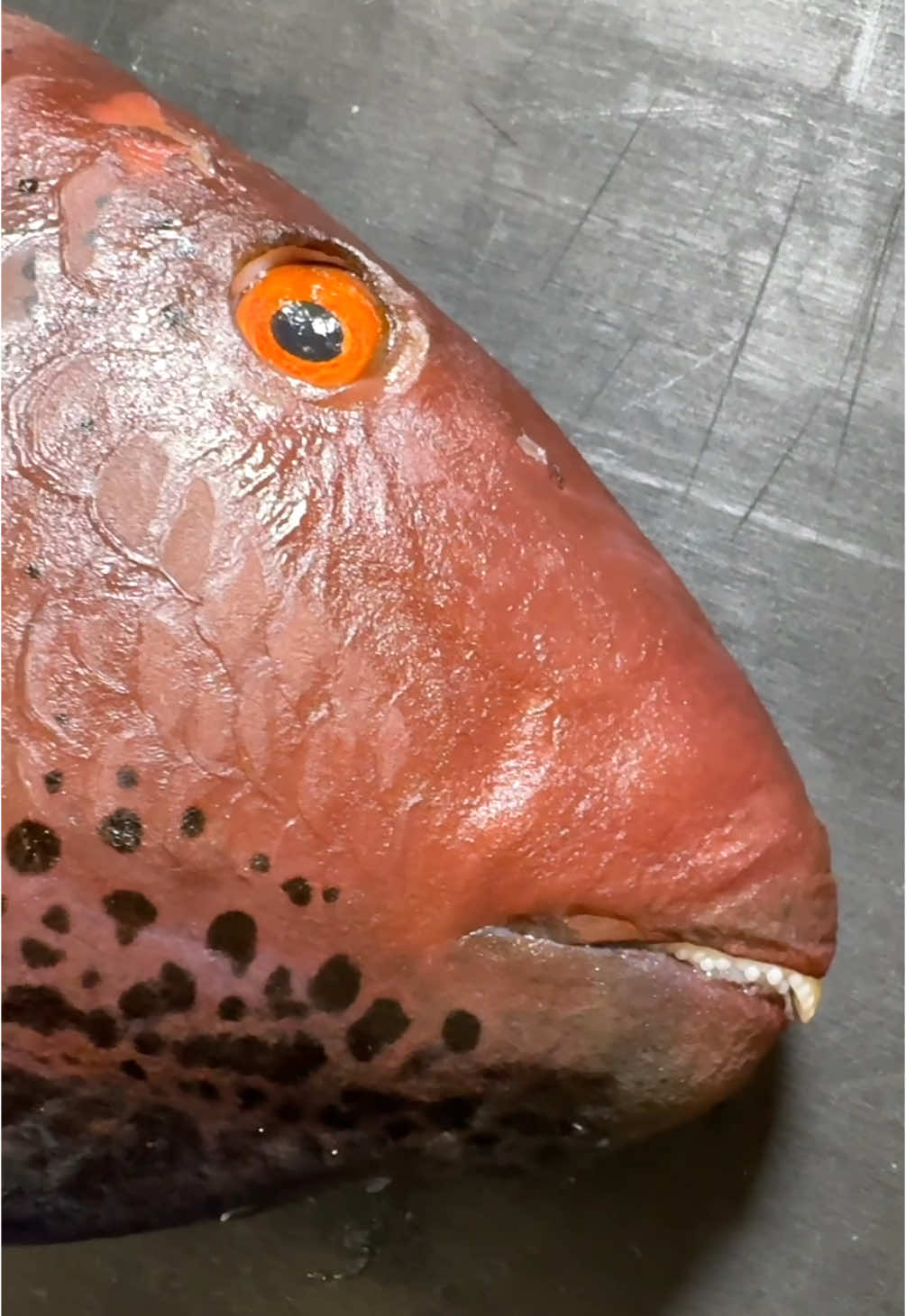 Thank you for this year. I’ll try harder next year. #イロブダイ #bicolourparrotfish #イロブダイのメス 