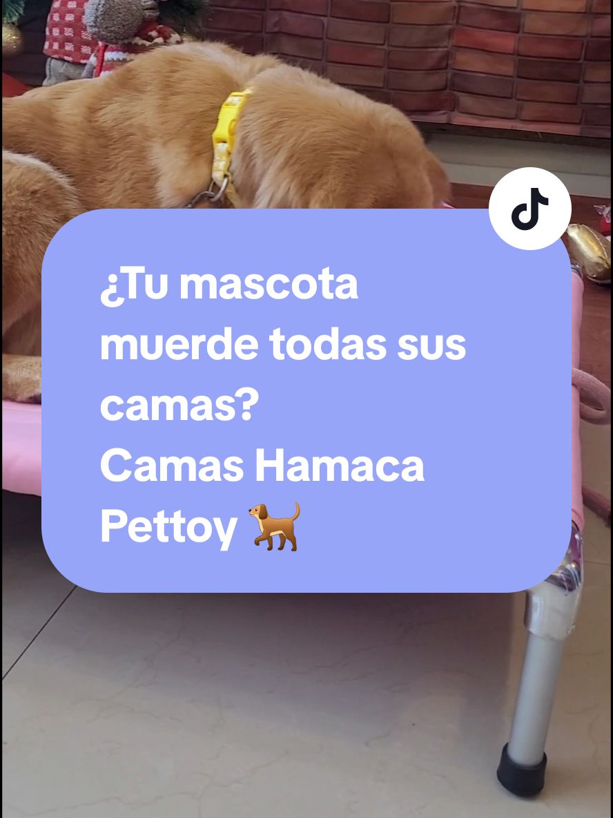 ¿Tu #mascota muerde todas sus #camas ? Modelo de cama elevada, con forro completamente plano, que al no tener tanto relleno como otros modelos, deja de ser atractivo para nuestros #perros al querer morderlos 😉 Estructura de aluminio pesado con patas antideslizantes. #pettoy #petshop #camasparamascotas #camasparaperros #dog #doglover #trujillo #peru #enviosanivelnacional #goldenretriever 