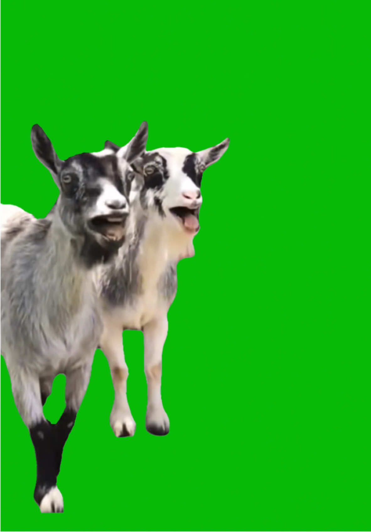 Goats Laughing meme green screen capcut template #goats #goat #laugh #laughing #funny #greenscreenmemes #capcuttemplates #CapCut 