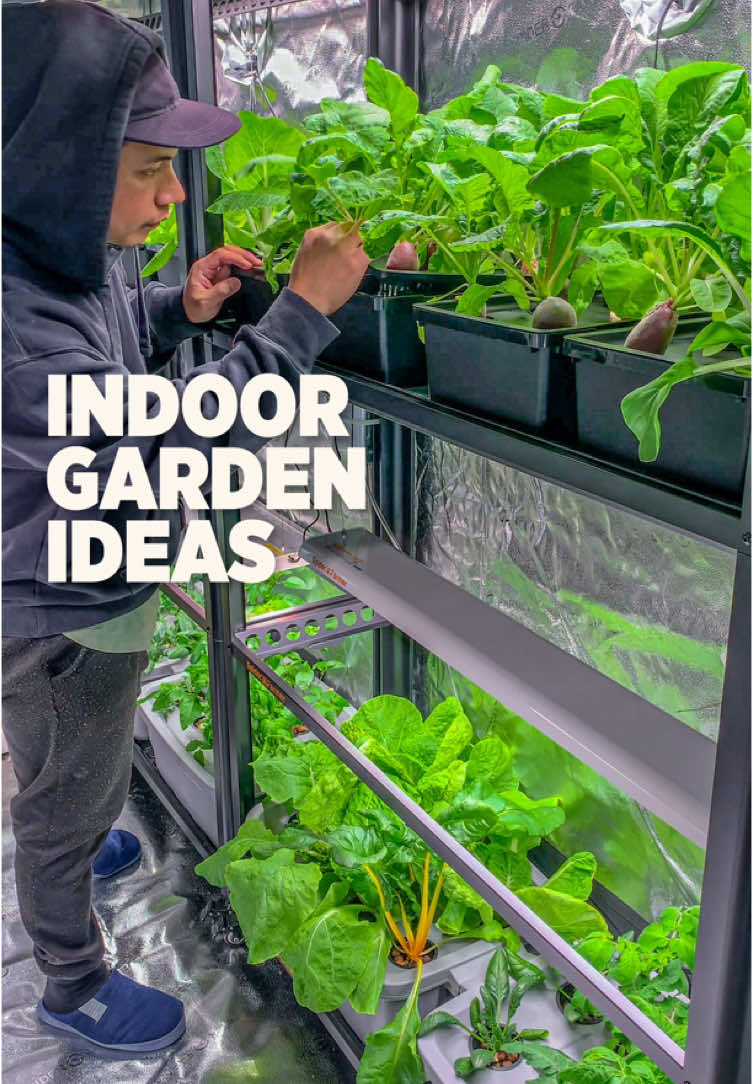 There’s many ways to grow food indoors and here’s how we do it to give you an idea. MICROGREENS This is great for kitchen counters and any pretty much any space, they are low cost and can be grown near a window or under a grow light. The medium that you can use can vary from soil, coco coir, grow mats like hemp or bamboo, or simply use a cotton cloth. You’ll also need a tray. From start to harvest it only takes about 1-2 weeks depending on what seeds you’re growing. Peas, kale, broccoli, alfalfa, and radish are a few samples you can grow. HYDROPONIC GROW SYSTEM: Great for any space, it is low maintenance and all you need is to top up with water and liquid nutrients. There are organic liquid nutrients available. This system also works for propagating a cutting. PLANT STAND: You can build one or buy a complete system from Spider-Farmer. This setup requires grow lights and allows you to grow multi-level. It’s great for small spaces and ideal for growing leafy greens and micro dwarf tomatoes and peppers. GROW TENT: Ideal for growing bigger plants. With this system, you can control the environment. Grow lights and fans are needed for this system. Including an intake fan is suggested for better air circulation.  For complete indoor growing equipment go to spider-farmer.com Get EXTRA 8% OFF using our code: plantedinthegarden @Spider Farmer LED  #indoorgarden #spiderfarmersf600 #spiderfarmerplantstand #LEDgrowlight #growfoodathome #gardening #learning #sponsored #hydroponics