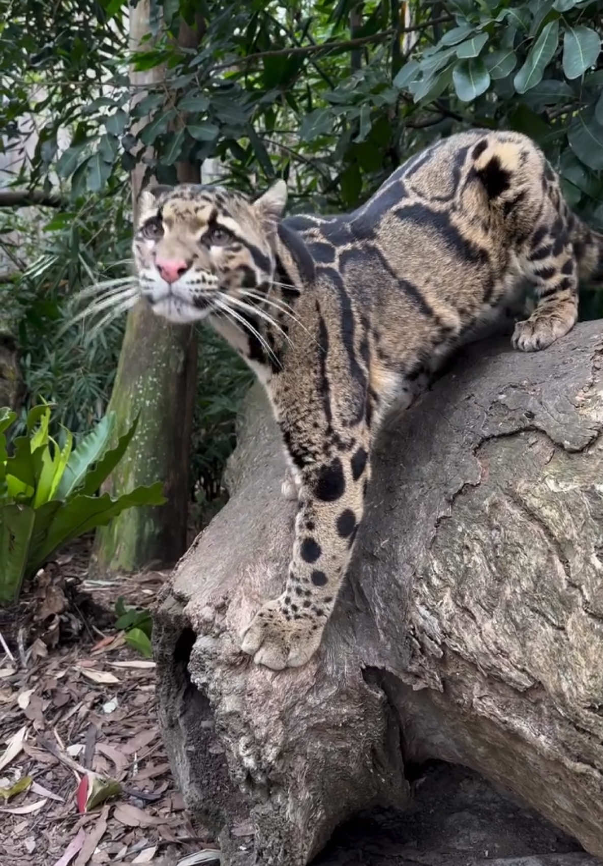 🐆The clouded leopard is a mysterious and incredibly beautiful predator He can climb trees upside down using his tail as a balance, and his strong claws and flexibility allow him to even climb down trees head first! It seems as if he is dancing among the branches, deftly jumping from one to another.