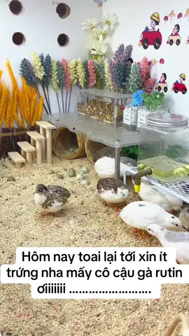 Gà tí hon #nongtrai #minipetphanrang #garutin 