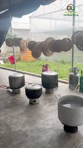 Xưởng cà Dì Lài ngày nào cũng là tết... Nấu nước muối cà hằng ngày mà ai cũng tưởng nấu bánh chưng  #camuoidilai #camuoi #amthuc #xuhuong #tiktok #hatinh #vuoncasachdilai