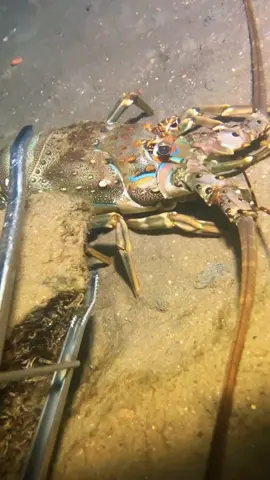 At the beginning, I caught the Flying Thunder God, and there was also the big flower dragon watching the fun. #diving #crab #catchthesea #seafood #seaside #fish 