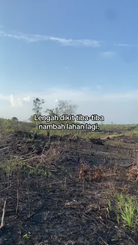 🌴 #lahansawit #kulisawit #petanisawit🌴 #sawittiktok🌴🌴🌴 #kerjakeras #sawitstory🌴 #kulisawitkalimantan🌴🌴 #fypdongggggggg #fypp #lewatberandafyp 