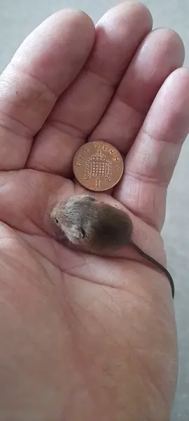young harvest mouse 