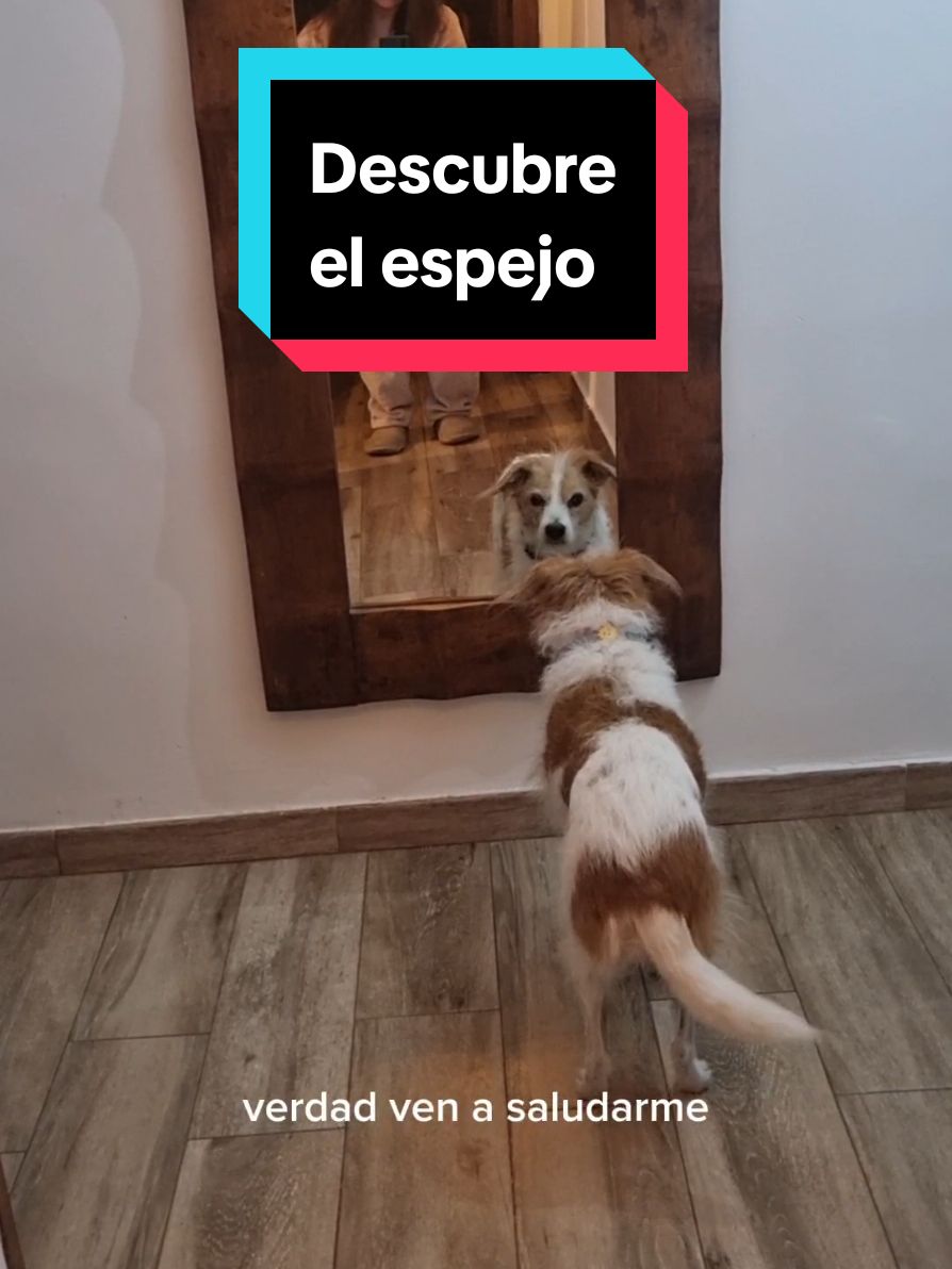 Ese momento en el que trata de averiguar cómo atravesar el espejo es lo más adorable del universo. En unos días cumplirá 15 años y el oído le falla, por eso no se da cuenta de la procedencia de la voz. Doy gracias a la vida porque está vital, sin demencia, feliz, sanita. No escatimo ni un beso con ella porque se los merece todos. #espejo #perro #gracioso #mirror #dog #Wilma #perroyespejo #mirrordog 