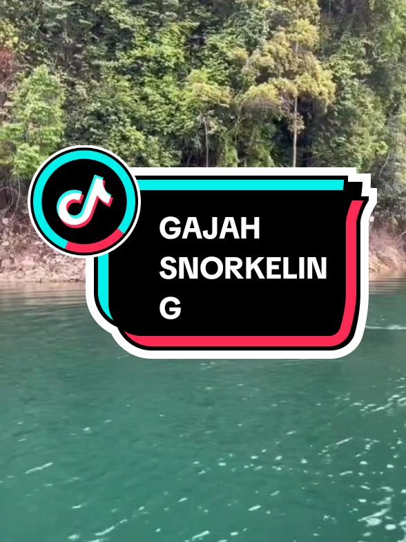 GAJAH SNORKELING #gajah #snorkeling #tasikkenyir #animals #growmyaccount #livehighlights 
