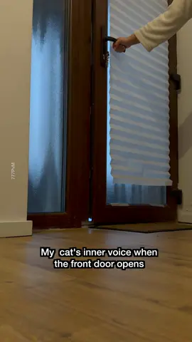 When the door is open 🤭#funny #cat #tuxedocat #catsoftiktok #catlover 