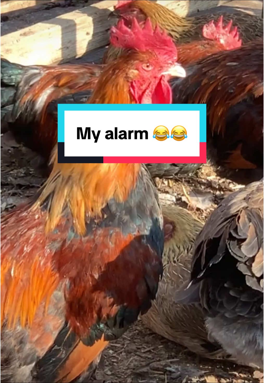 Wake your friend with this 😂😂😂 #chicken #alarm #animal #morning 