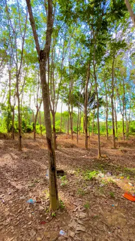 จะขายสวนปาล์มสานยางเพื่อไปสู่ขอเธอ #สวนยางพารา🍁  #พื้นที่ส่วนตัว  #บ้านผังตัวอย่าง #ควนกาหลงสตูล🥰🥰  #บรรยากาศบ้านนอก🏕️🌻  #