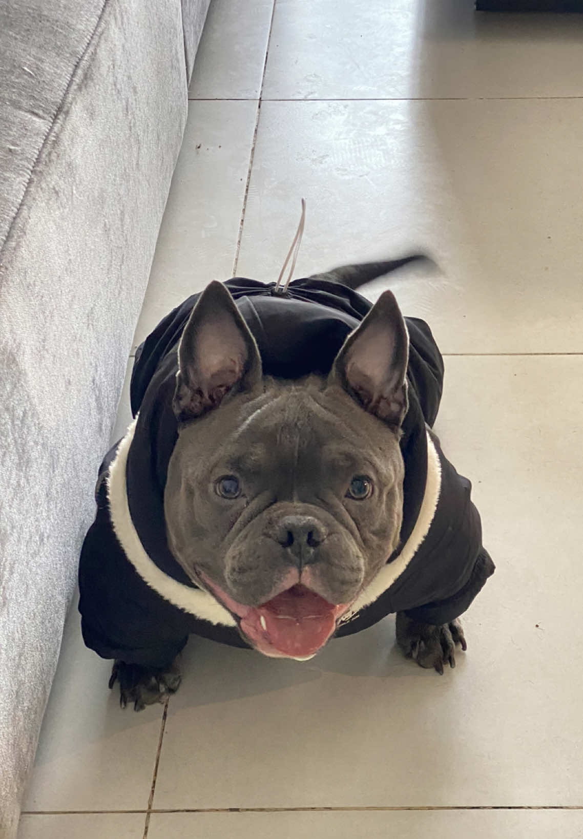 Quá đẹp zai. Đừng có nhìn 😌 #bully #bullyexoticbully #tiktokgiaitri #bieber #fyp #funnyvideos #Love #xuhuong #mylife #viralvideo #doglove #