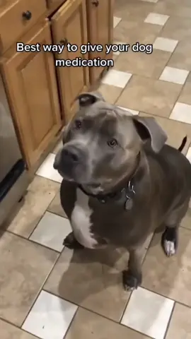 When i try to trick my dog into taking medicine 😂#tiktok #dog #usa🇺🇸 #funnyvideos #foryou 