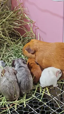 😂😂😂So cute!!!🥰😍😘#guineapig #guineapigs #pet #cute #cutepet #petlover #pettraining  #PetsOfTikTok #fyp #funny 