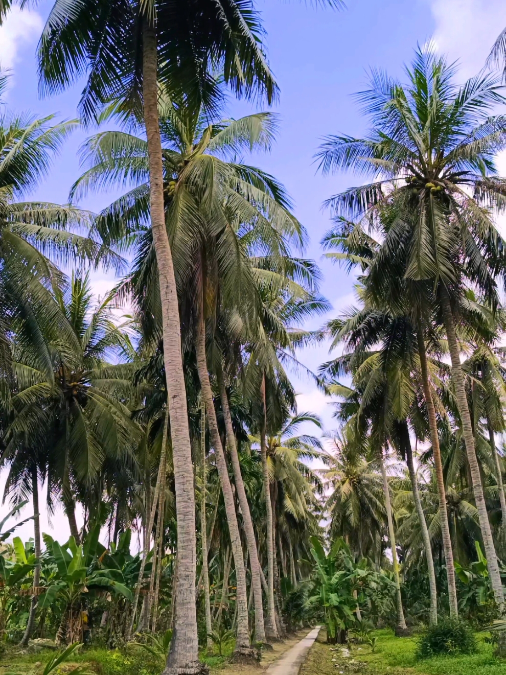 Mấy cây dừa lão cao cao 