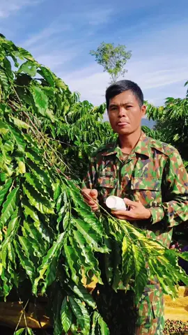 để cho vườn cà phê hạn chế nấm bệnh chúng ta nên rửa vườn bằng Nano đồng nhé#nguyênnôngdân81 #vattunongnghiep #nongnghiep #lamvuon #taynguyen #chamsoccaphe #đaklak47 #gialai81❤️ #kontum #xuhuong 