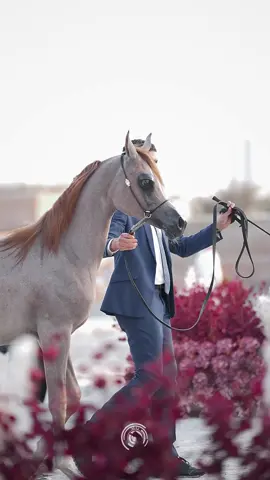 #خيل_عربي_اصيل #اكسبلور #تصويري 
