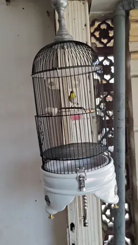 buxtoni banten☕️☕️☕️ #plecimania #plecimaniaindonesia #kicaumania #kicaumaniaindonesia #plecibuxtomi #plecigacor #plecidakun #plecinembak #fyp #fypシ 