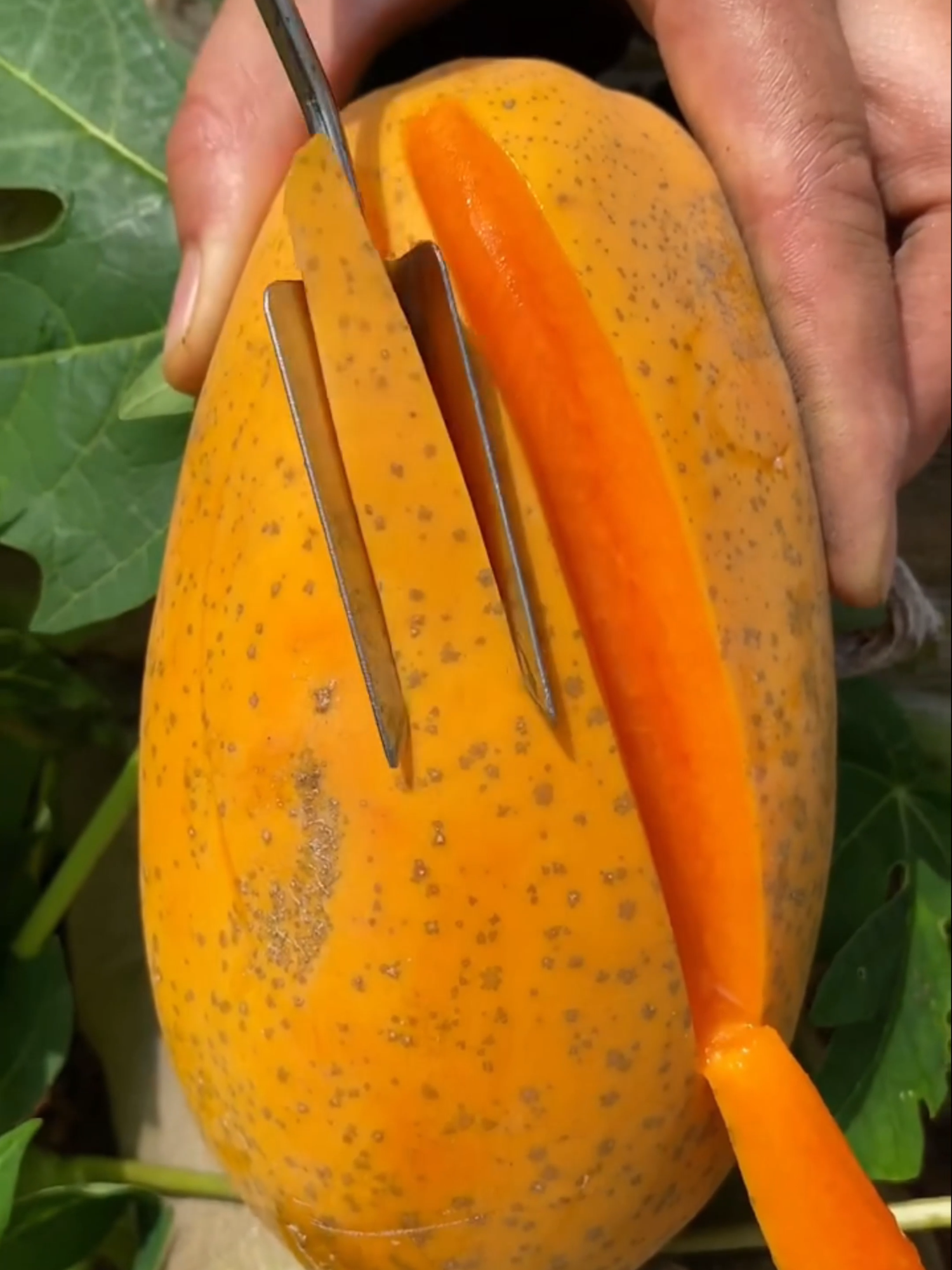 🍈 Papaya Magic – A Peek Inside 🌿#papaya#tropicalfruit#freshvibes#fruitlovers