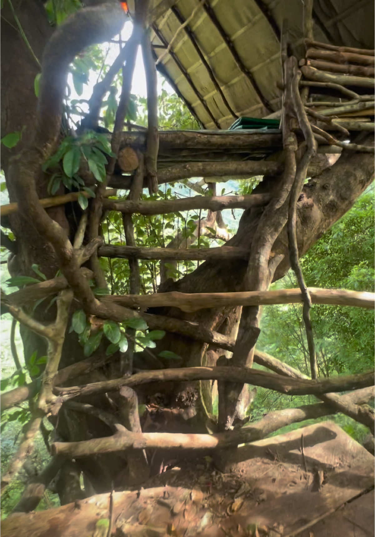 #paradise😳😳😳😳💎💎💎💎🇱🇰🇱🇰🇱🇰 . . . . #fypシ #tree_house #fyp #viral #trending #fyppppppppppppppppppppppp #treehouse #campinglife #night #forest #campinglife 