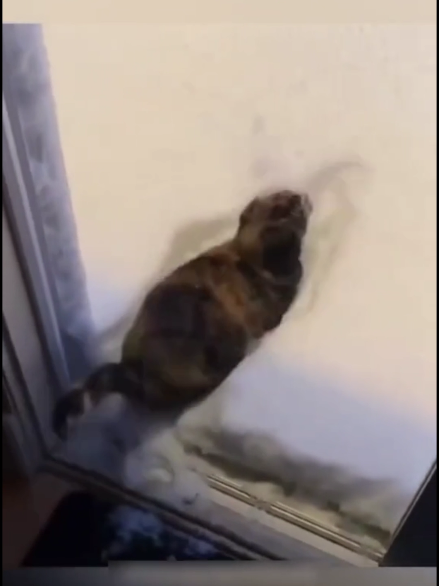 Hilarious Cat Fails – You’ll Be Crying Laughing! 😹🐾 #funnycatvideos  #cutecat  #pets  #funnyanimals  #petlovers  #adorable  #viral_video  #trendingnow  #animal  #catmeme