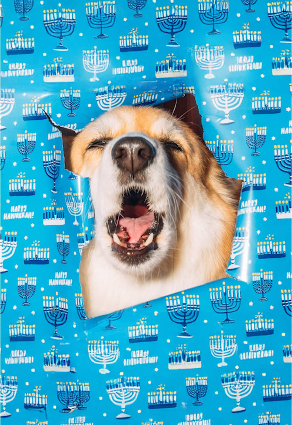 The best holiday cards #holidays #hanukkah 