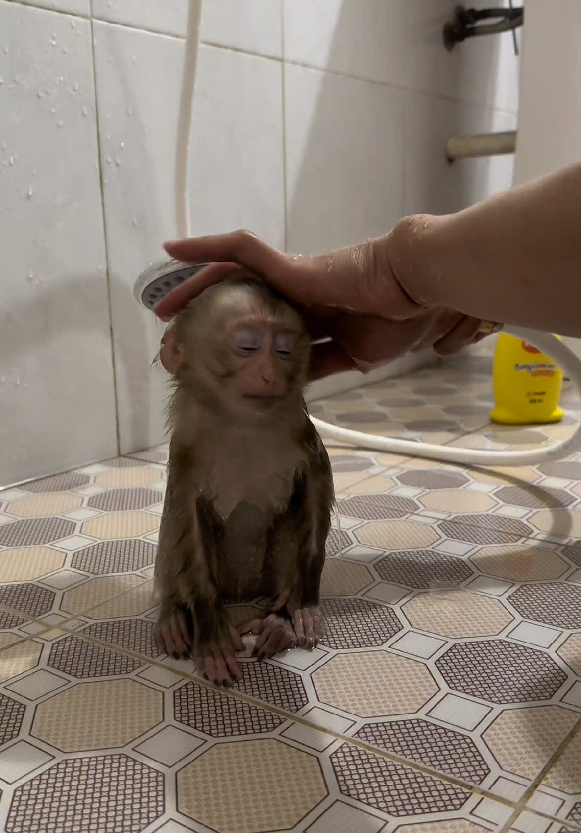 Mimi before taking a bath.#monkeymimi #monkey #animals 