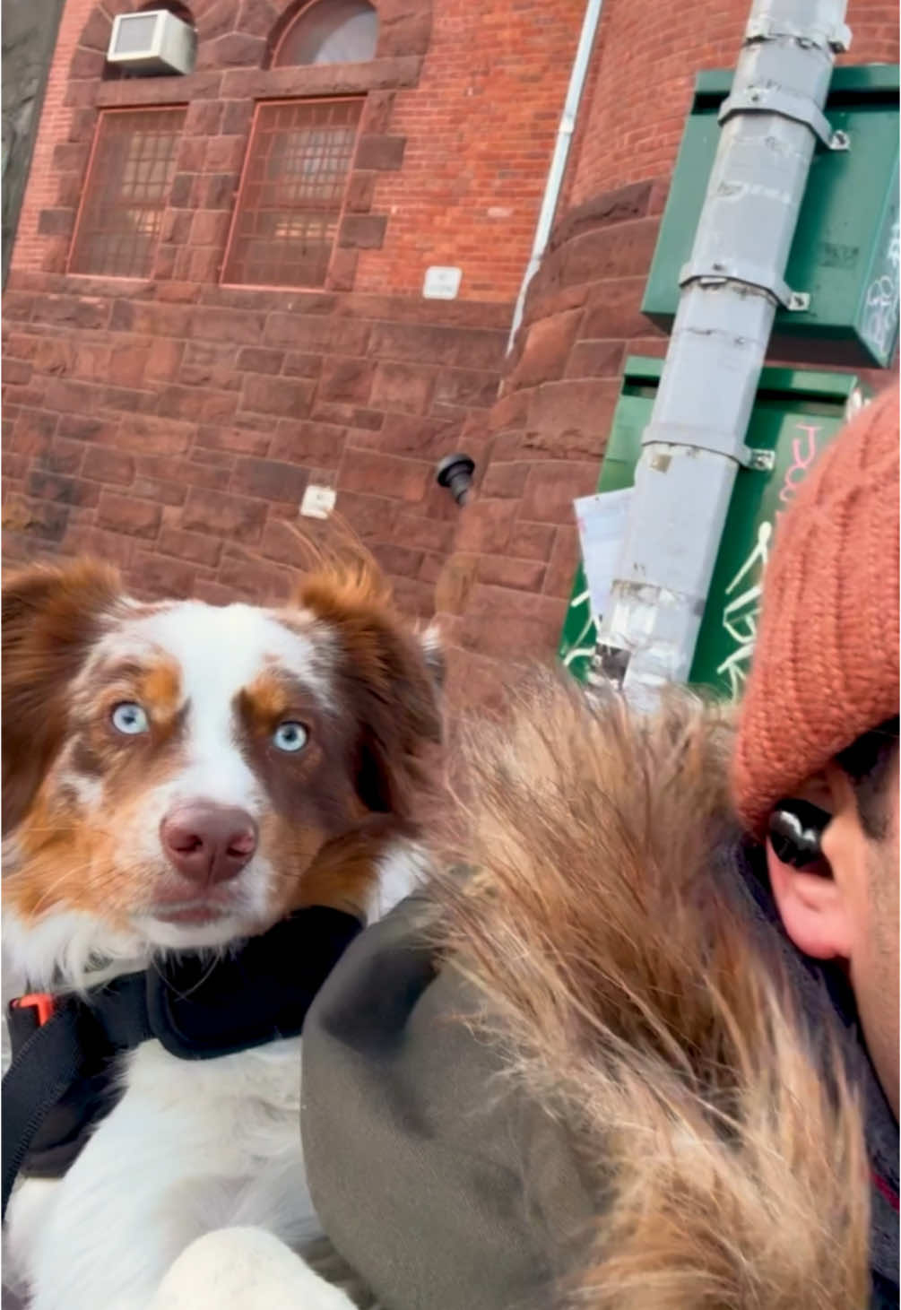 Cutest little howl 🥹 #dogs #🐶 #dogsoftiktok #howl #😂😂😂 