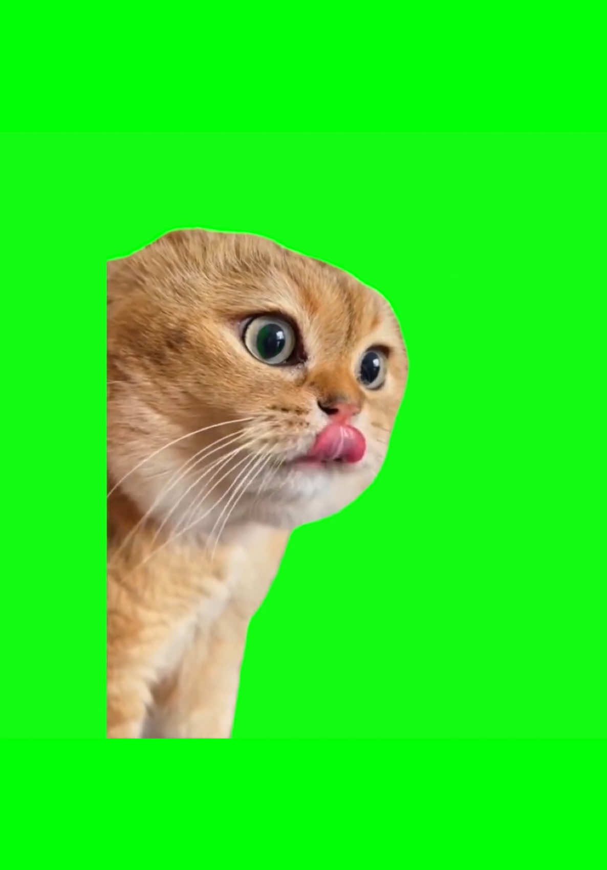 Talking Cat Meme 😂 | Green Screen #catsoftiktok #catmemes #talkingcat #greenscreenvideo #funnymemes 