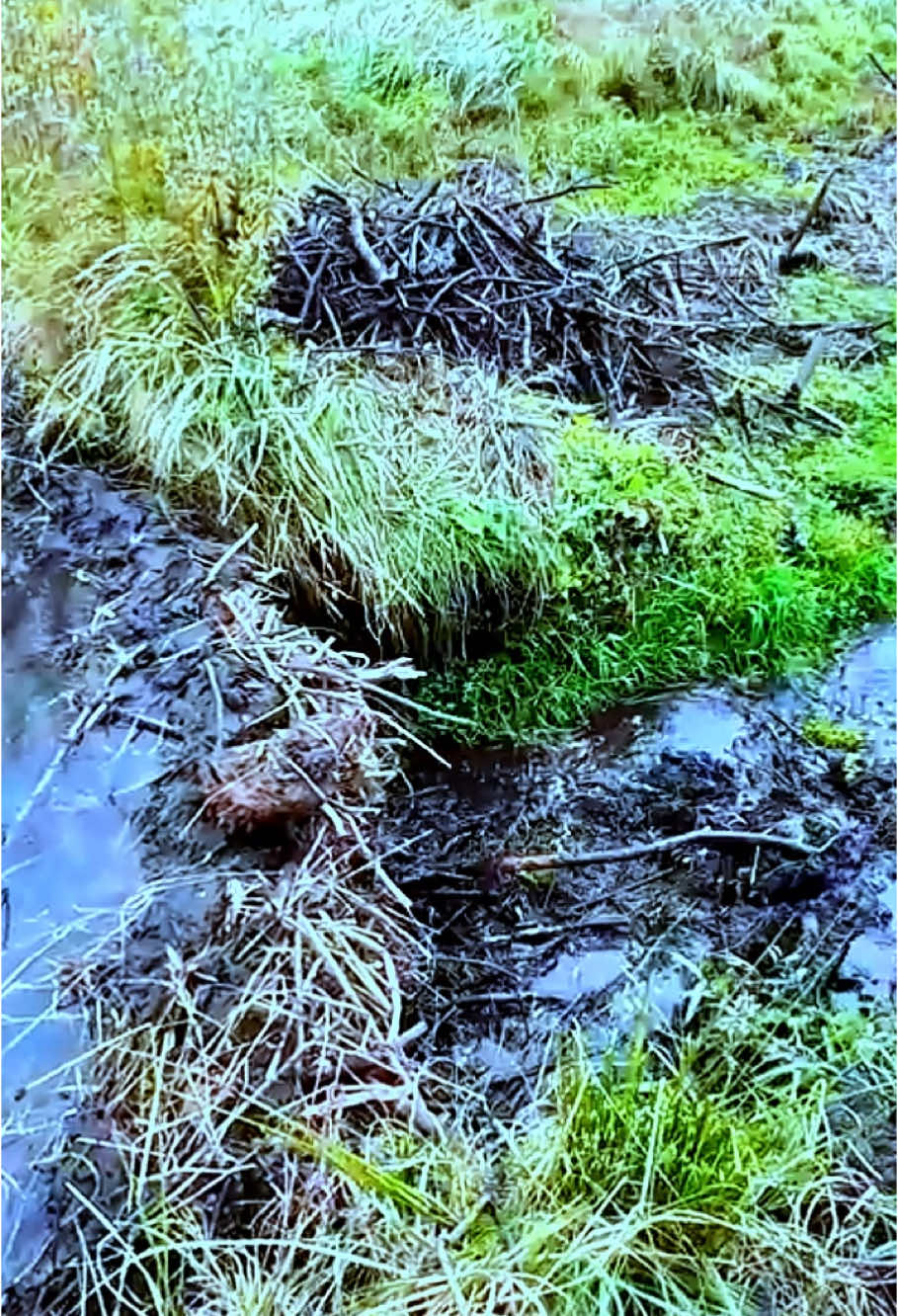#beaverdam #dam #damcollapses #collapse #clogged #clogging #cloggeddrain #drained #removals #satisfying #asmrtiktoks #fyp #viralvideo #foryou 