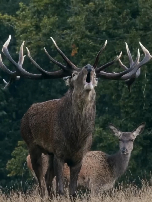 Magnificent Creature! #beautiful #redstag #deer #nature 