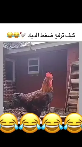 #الشعب_الصيني_ماله_حل😂😂 #ضحك #ضحك #ترند #fyp #fyppppppppppppppppppppppp #foryou 