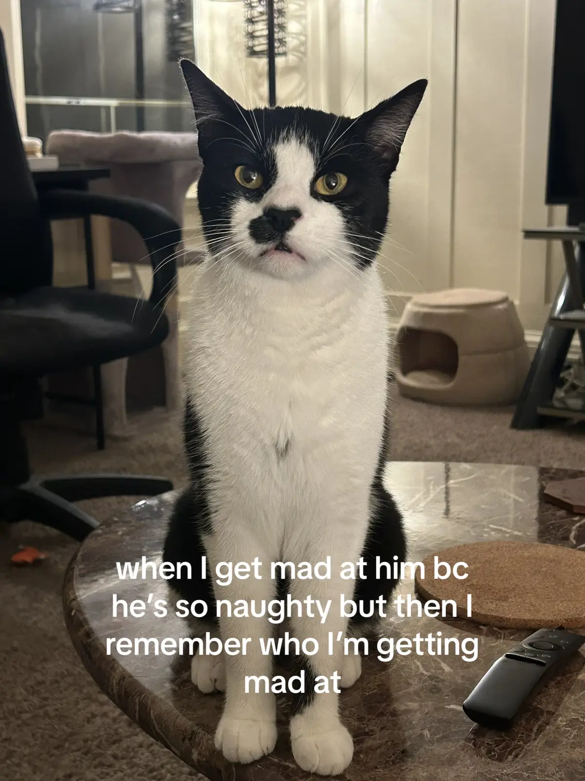 He was so smol🥲 #myshayla #cattok #cattiktok 