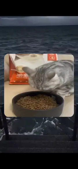 #fyp #catsoftiktok #tik_tok 