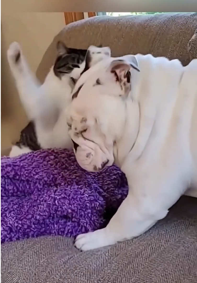 Funny dogs and cats compilation         #animal #funnyanimals #funnyvideos #funny #cat #dog 
