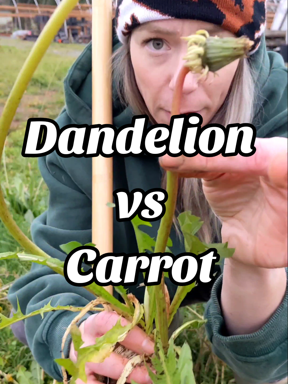 Replying to @pinto.bean40 Here's the difference between a carrot and dandelion. Either way, grampa's weeder picks them both. #grampasweeder #gardentok #gardentips #gardentools #dandelions #gardeninghacks 