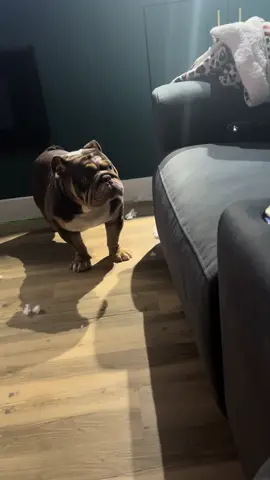 We dont often hear Gary bark, but when we do we know theres a serious threat that needs to be taken care of 🦸🏽‍♂️💪#hero #gary #garythebulldog2 #garythenumbersguy #garythebulldog #saved #bulldog #bulldogsoftiktok #dog #funnydog #myhero #hateschange #englishbulldog 