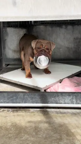 Meet Russ, a sweet 8-year-old English Bulldog who’s been waiting for a forever home to call his own. What breaks my heart is that his food bowl has become his security blanket - it’s the one thing that brings him comfort in a noisy shelter. Russ deserves so much more than a metal bowl to cling to. He deserves a warm bed, a loving family, and a life filled with joy and snuggles. If you’re ready to open your heart and home to this gentle soul, let’s find Russ his forever home.  #A831231. available 12/30. Devore Animal Shelter 19777 Shelter Way, San Bernardino, CA 92407 Phone: (909) 386-9828 Hours: Monday - Friday: 10am-6:30pm, Saturday: 10am-5pm, Sunday: 10am-5pm