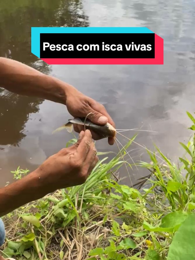 pesca com iscas vivas #pescariaraiz #pesca #isca  #pescadortalentoso 