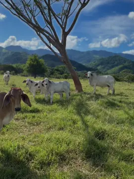 😻.       #CapCut #paratiiiiiiiiiiiiiiiiiiiiiiiiiiiiiii #brahaman #vacas #finca #llanogrande #campo #Somollanogrande #mirancho #corridos 