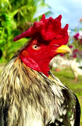 Chuối bông 3kg4✅🌾Góp vuo cùng Ae buổi sáng☺️ #xuhuongtiktok #dammegachoi #đammegada🐓🐔 #gadasoctrang83 