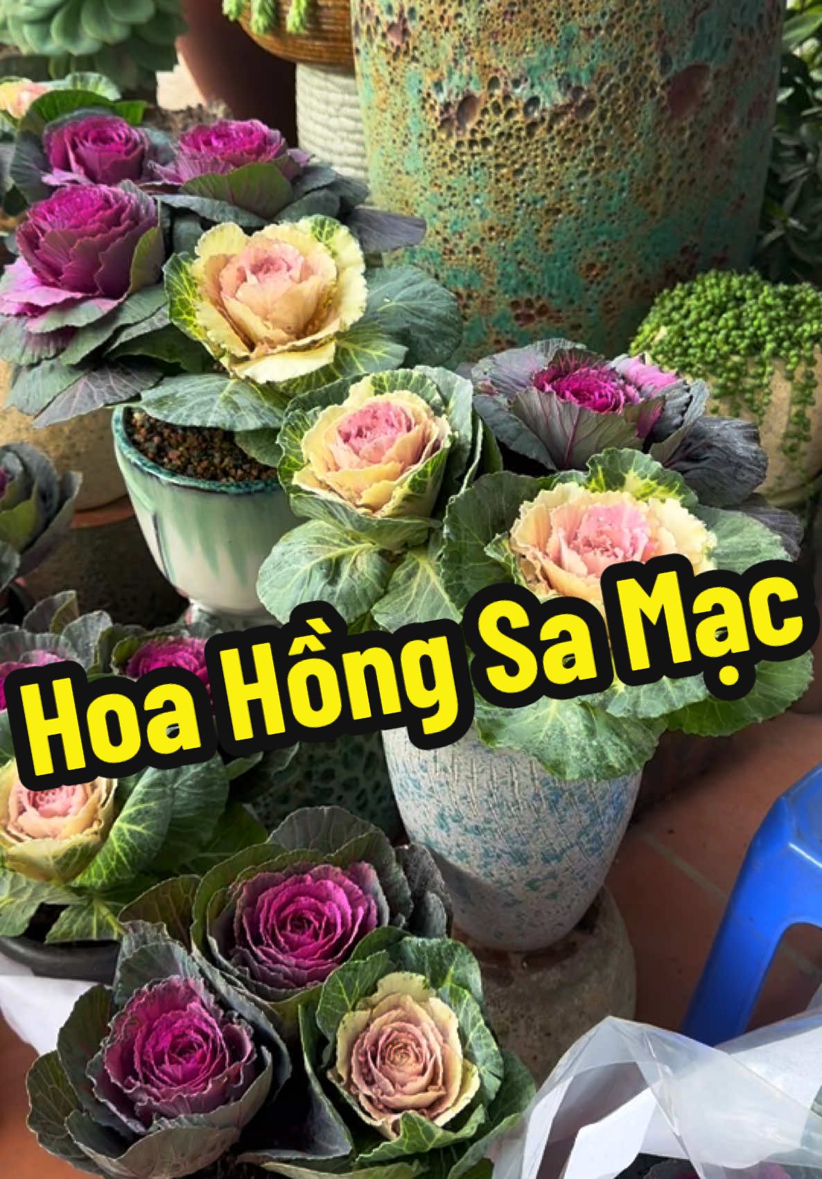 Hoa hồng sa mạc #xuhuongtiktok2024 #hoahongsamacbapcai #xuhuong #caycanh #quangninh #hottrend #sen 